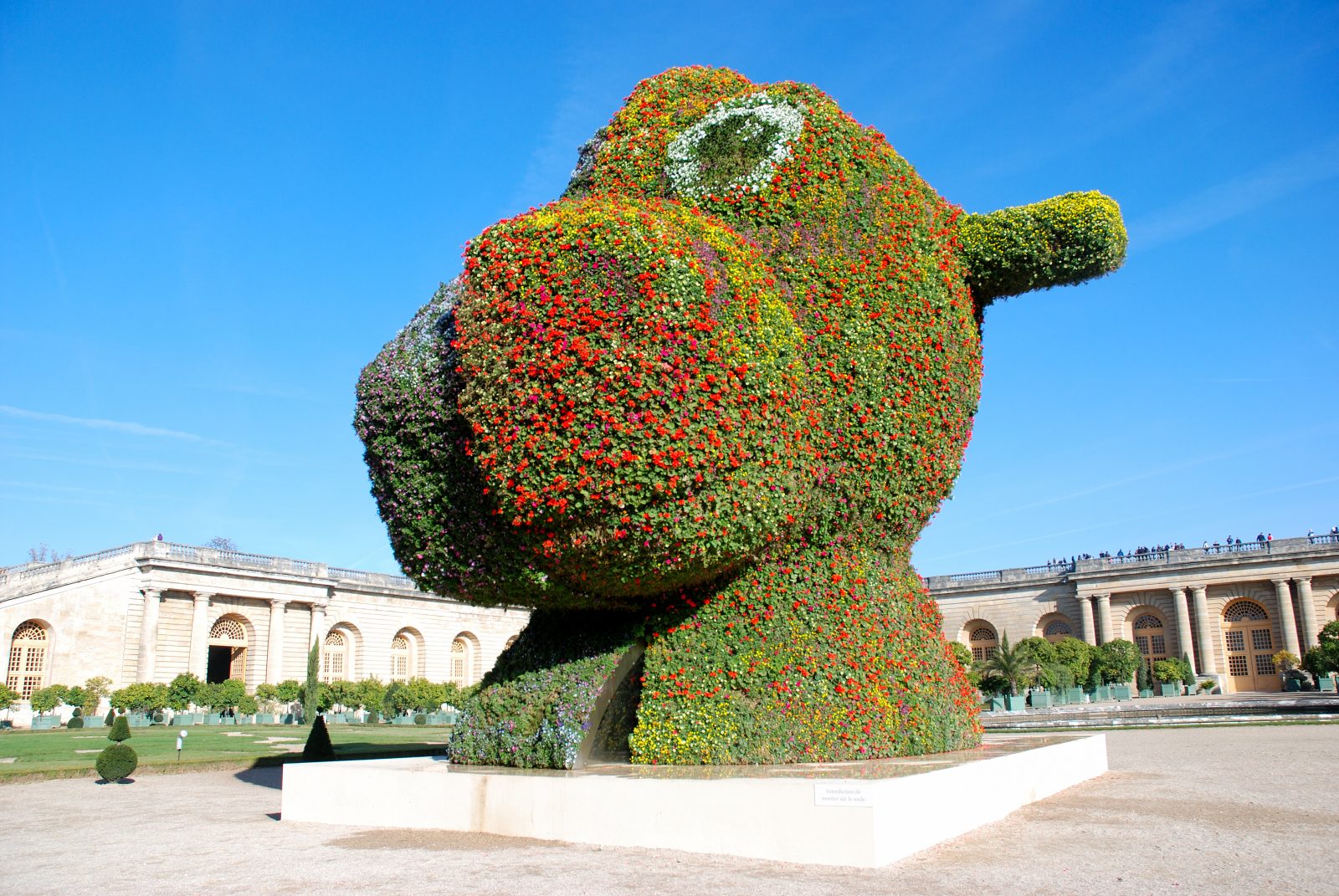 Split Rocker en fleurs devant l'Orangerie du château de Versailles